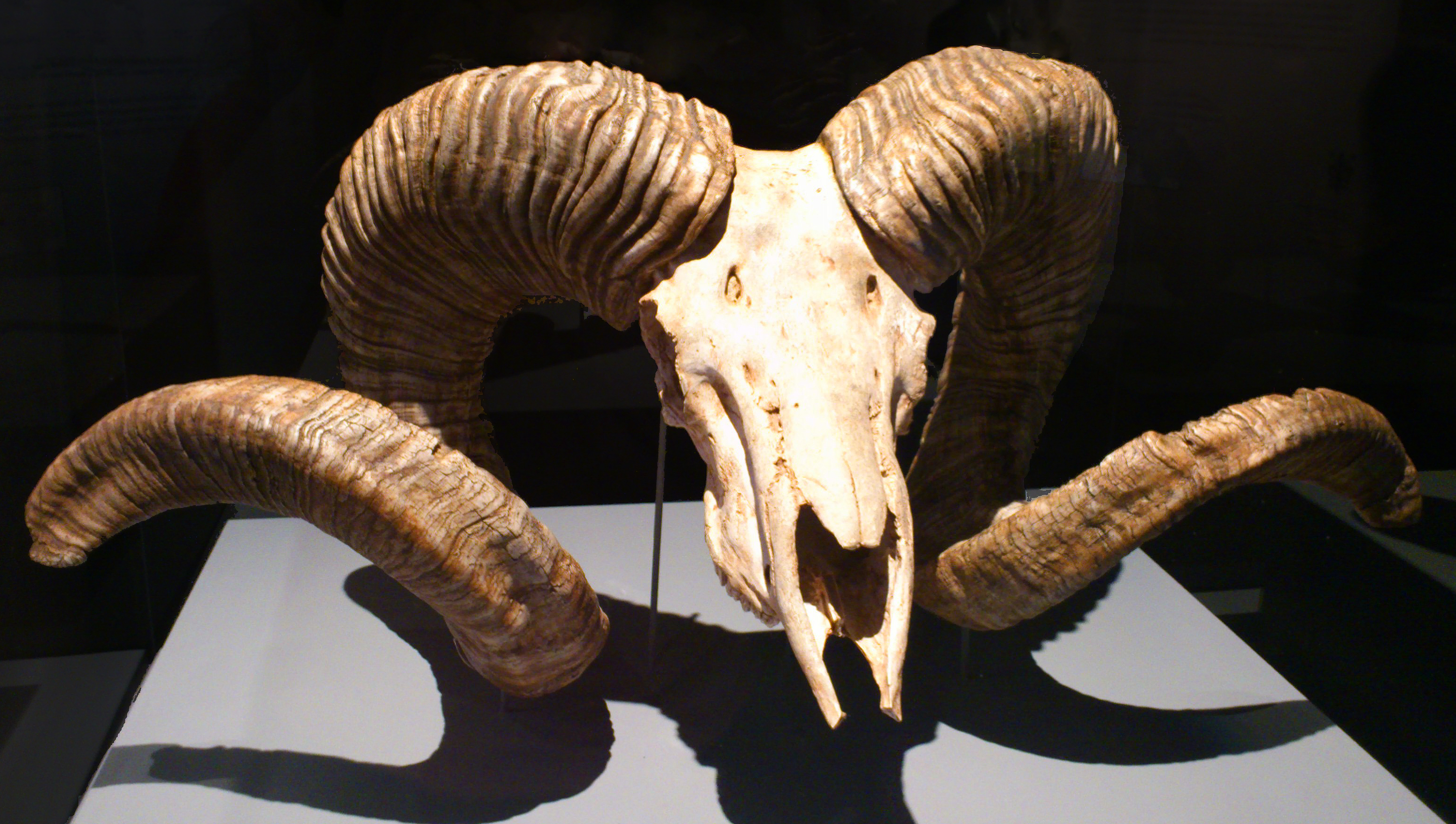  Marco Polo sheep skull