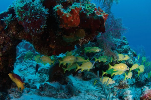 20_5 Vast marine life and living coral Credit Turks and Caicos Tourism