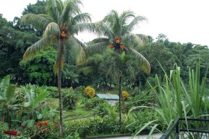 Lush tropical foliage surrounding the Rhum J.M distillery. Credit: Julie Kalan