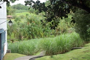 The tropical garden and small sugar cane field along the tour route at Habitation Clément. Credit: Julie Kalan