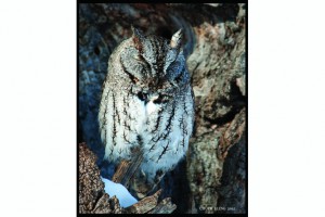 Mount Royal Cemetery owl