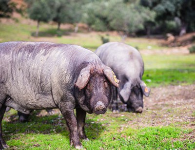 Spain - Pure Iberican de Bellota pigs roam free