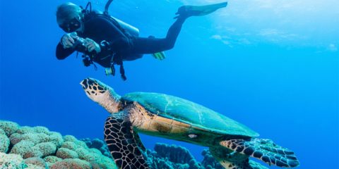 Berry Islands - Sea Turtle