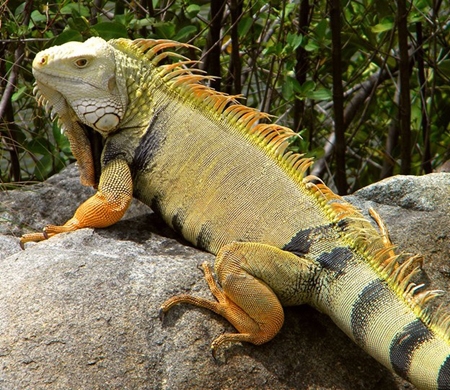 Green Iguana - Biodiversity of St. Martin’s Nature Reserve