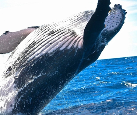 Humpback whale - Biodiversity of St. Martin