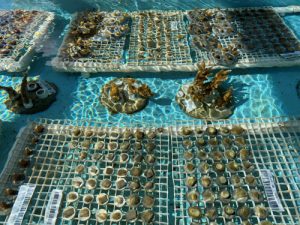 Coral Vita is The Bahamas’ only land-based coral farm