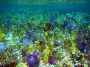 Coral Reef, Peterson Cay National Park