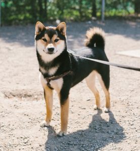 Shibas and Akitas gathering