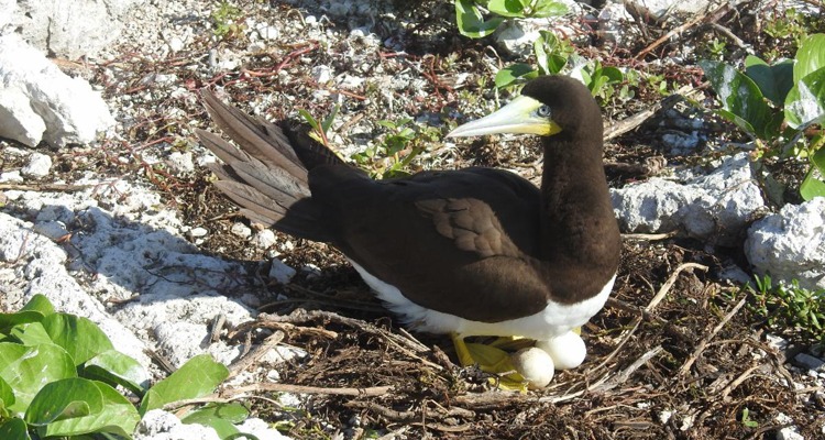 A brown booby on nest on Sombrero Island