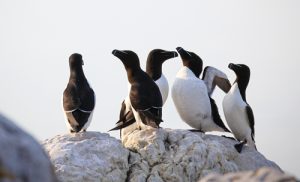 Razorbills