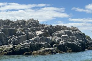 Thousands of birds thrive on the cluster of islands on Les Pèlerins archipelago